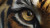 Tiger'S Eye Close-Up Vinyl Car Decal Sticker – Waterproof & UV-Resistant 8"