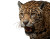 Jaguar In Brazil Vinyl Car Decal Sticker – Waterproof & UV-Resistant 8"