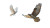 Dove And Hawk Vinyl Car Decal Sticker – Waterproof & UV-Resistant 8"