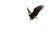 Majestic Bald Eagle V8 Vinyl Car Decal Sticker – Waterproof & UV-Resistant 8"