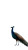 Peacock On Highway Vinyl Car Decal Sticker – Waterproof & UV-Resistant 8"