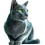 Russian Blue Cat V3 Vinyl Car Decal Sticker – Waterproof & UV-Resistant 8"