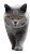 British Shorthair Cat V2 Vinyl Car Decal Sticker – Waterproof & UV-Resistant 8"
