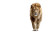 Fierce Lion Card Vinyl Car Decal Sticker – Waterproof & UV-Resistant 8"