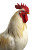 White Rooster Macro Vinyl Car Decal Sticker – Waterproof & UV-Resistant 8"