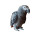 African Grey Parrot Vinyl Car Decal Sticker – Waterproof & UV-Resistant 8"