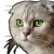 Gray Lop-Eared Cat Vinyl Car Decal Sticker – Waterproof & UV-Resistant 8"