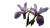 Iris Flowers Closeup Vinyl Car Decal Sticker – Waterproof & UV-Resistant 8"
