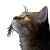 A Cat V14 Vinyl Car Decal Sticker – Waterproof & UV-Resistant 8"