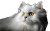 White Persian Cat Vinyl Car Decal Sticker – Waterproof & UV-Resistant 8"