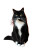 Black And White Cat Vinyl Car Decal Sticker – Waterproof & UV-Resistant 8"