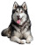 Siberian Husky Photo Vinyl Car Decal Sticker – Waterproof & UV-Resistant 8"