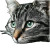 Moody Tabby Cat Vinyl Car Decal Sticker – Waterproof & UV-Resistant 8"