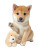 Cute Shiba Puppy Vinyl Car Decal Sticker – Waterproof & UV-Resistant 8"