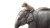 Baby Elephant With Puppy Vinyl Car Decal Sticker – Waterproof & UV-Resistant 8"
