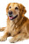 Happy Golden Retriever V9 Vinyl Car Decal Sticker – Waterproof & UV-Resistant 8"