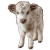 Fluffy Tiny Highland Calf Vinyl Car Decal Sticker – Waterproof & UV-Resistant 8"