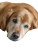 Aging Golden Retriever Vinyl Car Decal Sticker – Waterproof & UV-Resistant 8"