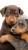 Doberman Puppies Hugging Vinyl Car Decal Sticker – Waterproof & UV-Resistant 8"