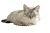 Cat On Book Vinyl Car Decal Sticker – Waterproof & UV-Resistant 8"