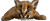Caracal Kitten Vinyl Car Decal Sticker – Waterproof & UV-Resistant 8"