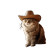 Cowboy Cat V4 Vinyl Car Decal Sticker – Waterproof & UV-Resistant 8"