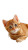 Cute Orange Kitten Vinyl Car Decal Sticker – Waterproof & UV-Resistant 8"