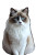 Ragdoll Cat Vinyl Car Decal Sticker – Waterproof & UV-Resistant 8"