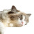 Sunlit Ragdoll Cat Vinyl Car Decal Sticker – Waterproof & UV-Resistant 8"