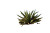 Desert Plant Vinyl Car Decal Sticker – Waterproof & UV-Resistant 8"