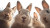 Adorable Rabbits Group V3 Vinyl Car Decal Sticker – Waterproof & UV-Resistant 8"