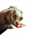 Dog With Sunglasses Vinyl Car Decal Sticker – Waterproof & UV-Resistant 8"