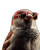 Colorful Sparrow Portrait Vinyl Car Decal Sticker – Waterproof & UV-Resistant 8"