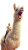 Smiling Alpaca Ride Vinyl Car Decal Sticker – Waterproof & UV-Resistant 8"