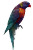 Colorful Lorikeet Bird Vinyl Car Decal Sticker – Waterproof & UV-Resistant 8"