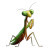 Pixar Praying Mantis V2 Vinyl Car Decal Sticker – Waterproof & UV-Resistant 8"