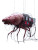 Meat-Electronics Creature Vinyl Car Decal Sticker – Waterproof & UV-Resistant 8"