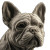 Bicolor French Bulldog Vinyl Car Decal Sticker – Waterproof & UV-Resistant 8"