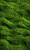 Vibrant Grass Texture Vinyl Car Decal Sticker – Waterproof & UV-Resistant 8"