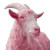 Pink Goat Vinyl Car Decal Sticker – Waterproof & UV-Resistant 8"