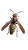 Giant Hornet Vinyl Car Decal Sticker – Waterproof & UV-Resistant 8"