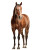 Brown Horse Vinyl Car Decal Sticker – Waterproof & UV-Resistant 8"