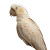 Macaw Tropical Vinyl Car Decal Sticker – Waterproof & UV-Resistant 8"