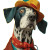 1950S Dog Illustration Vinyl Car Decal Sticker – Waterproof & UV-Resistant 8"