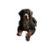 Bernese Mountain Dog V2 Vinyl Car Decal Sticker – Waterproof & UV-Resistant 8"