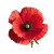 Red Poppy Flower Vinyl Car Decal Sticker – Waterproof & UV-Resistant 8"