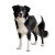 Adorable Border Collie Vinyl Car Decal Sticker – Waterproof & UV-Resistant 8"