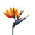 Bird Of Paradise Vinyl Car Decal Sticker – Waterproof & UV-Resistant 8"