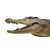 Hyperrealistic Crocodile Mouth Vinyl Car Decal Sticker – Waterproof & UV-Resistant 8"