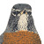 American Robin Portrait Vinyl Car Decal Sticker – Waterproof & UV-Resistant 8"